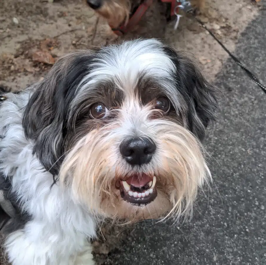 Sammy